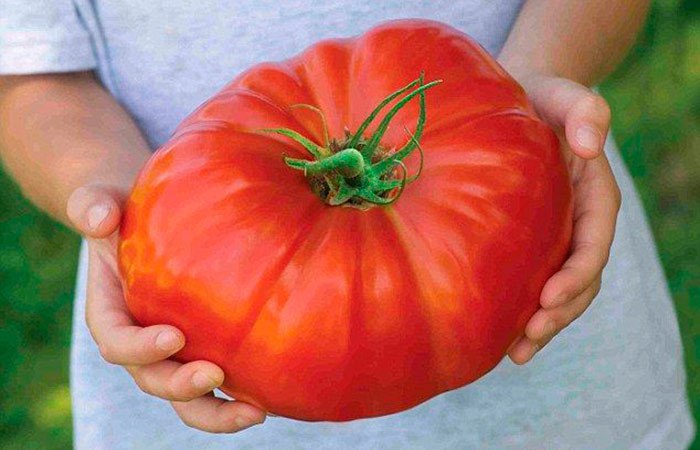 Советы по выращиванию помидоров и огурцов