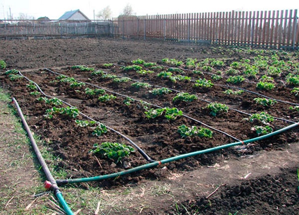 Как сделать капельный полив для огорода своими руками: фото, видео