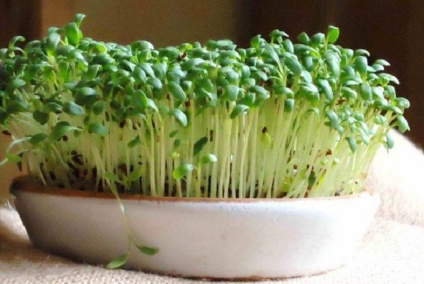выращивание кресс салата
